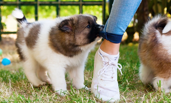 Alerta: El inquietante significado de soñar con perros que te muerden