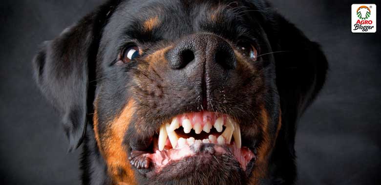 ¡Alerta! Significado impactante de soñar con perros bravos que debes conocer