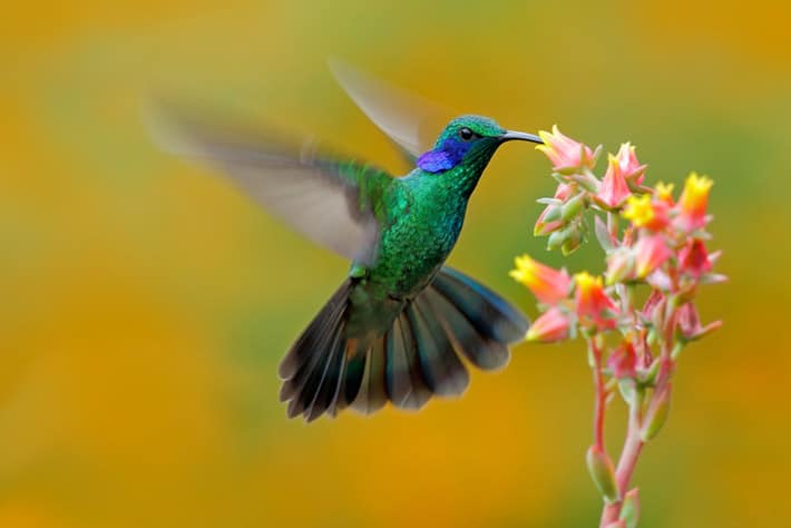 Colibrí: El poderoso significado espiritual que no conocías