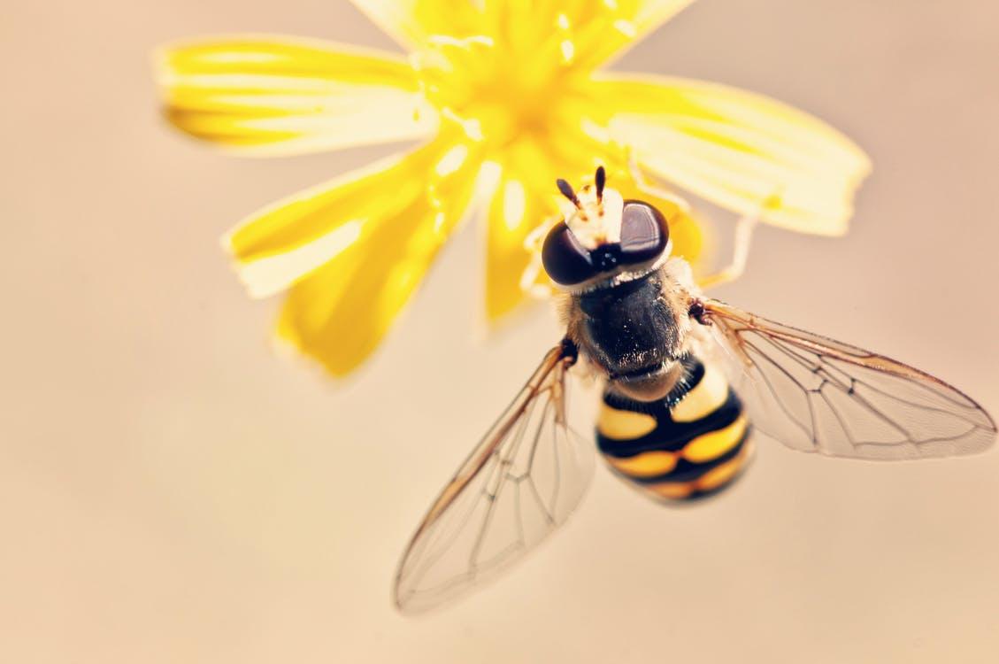 El Enigma del Significado Espiritual de la Abeja: Conexión y Sabiduría