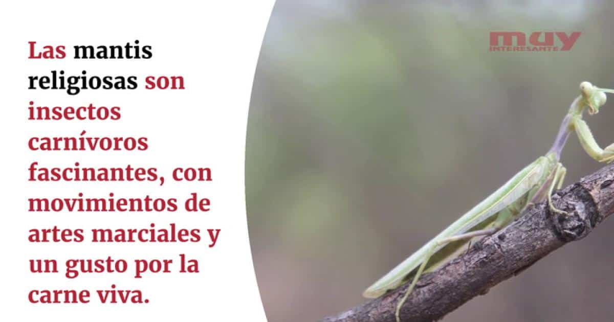 El enigmático significado espiritual de la mantis que desconocías