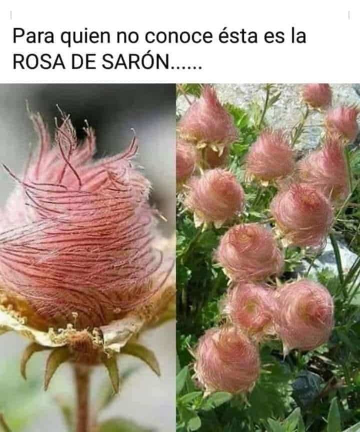 El enigmático significado espiritual de la Rosa de Saron al descubierto