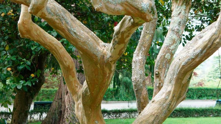 El enigmático significado espiritual del árbol de Júpiter al descubierto