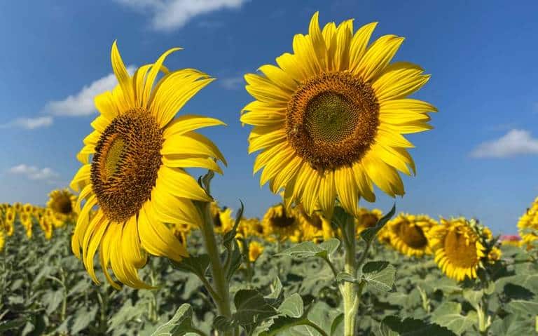 El Girasol y su Poderoso Significado Espiritual