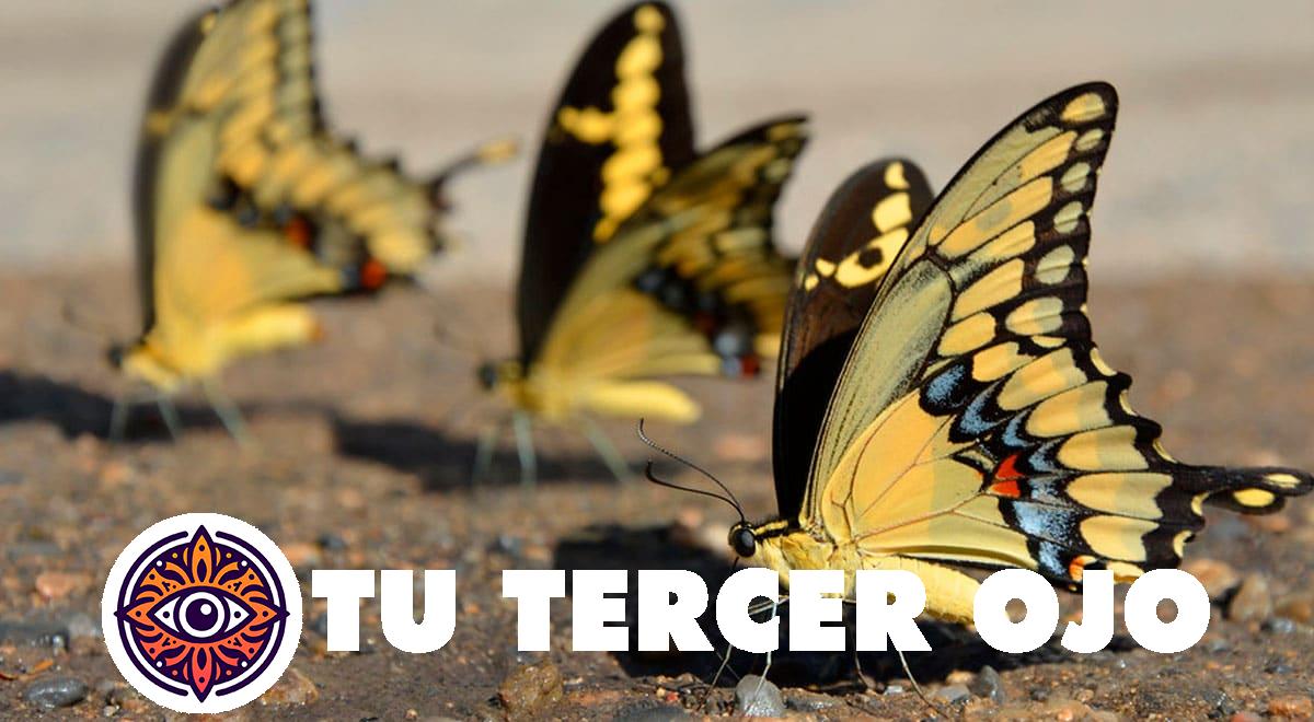 El impactante significado de las mariposas amarillas que debes conocer ya