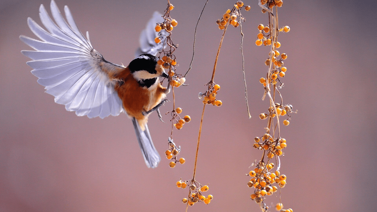 El impactante significado espiritual detrás de una bandada de pájaros