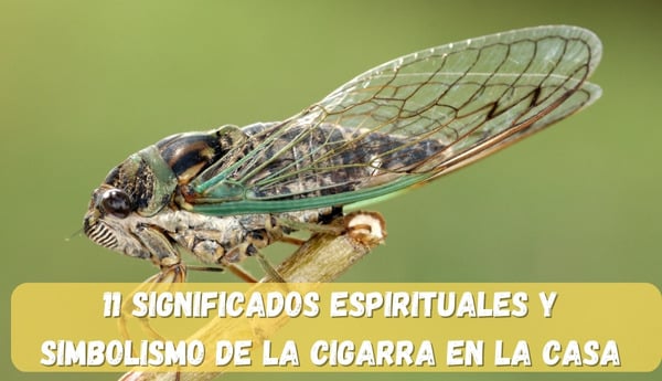 El increíble significado espiritual de encontrar una cigarra dentro de tu casa