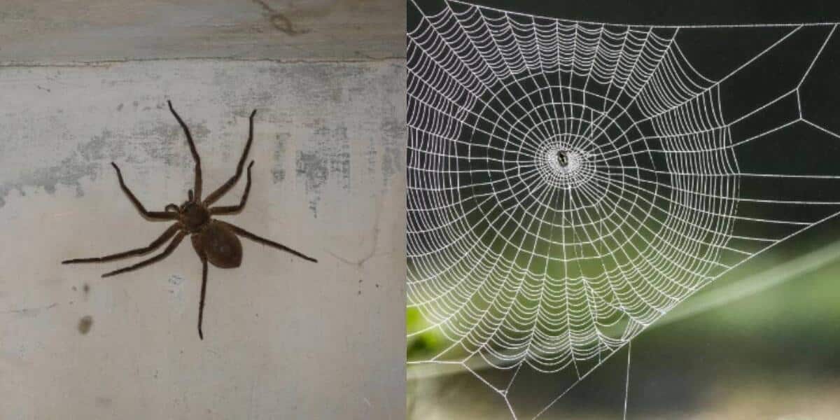 El Inquietante Significado Espiritual de Encontrar una Araña Dentro de Casa