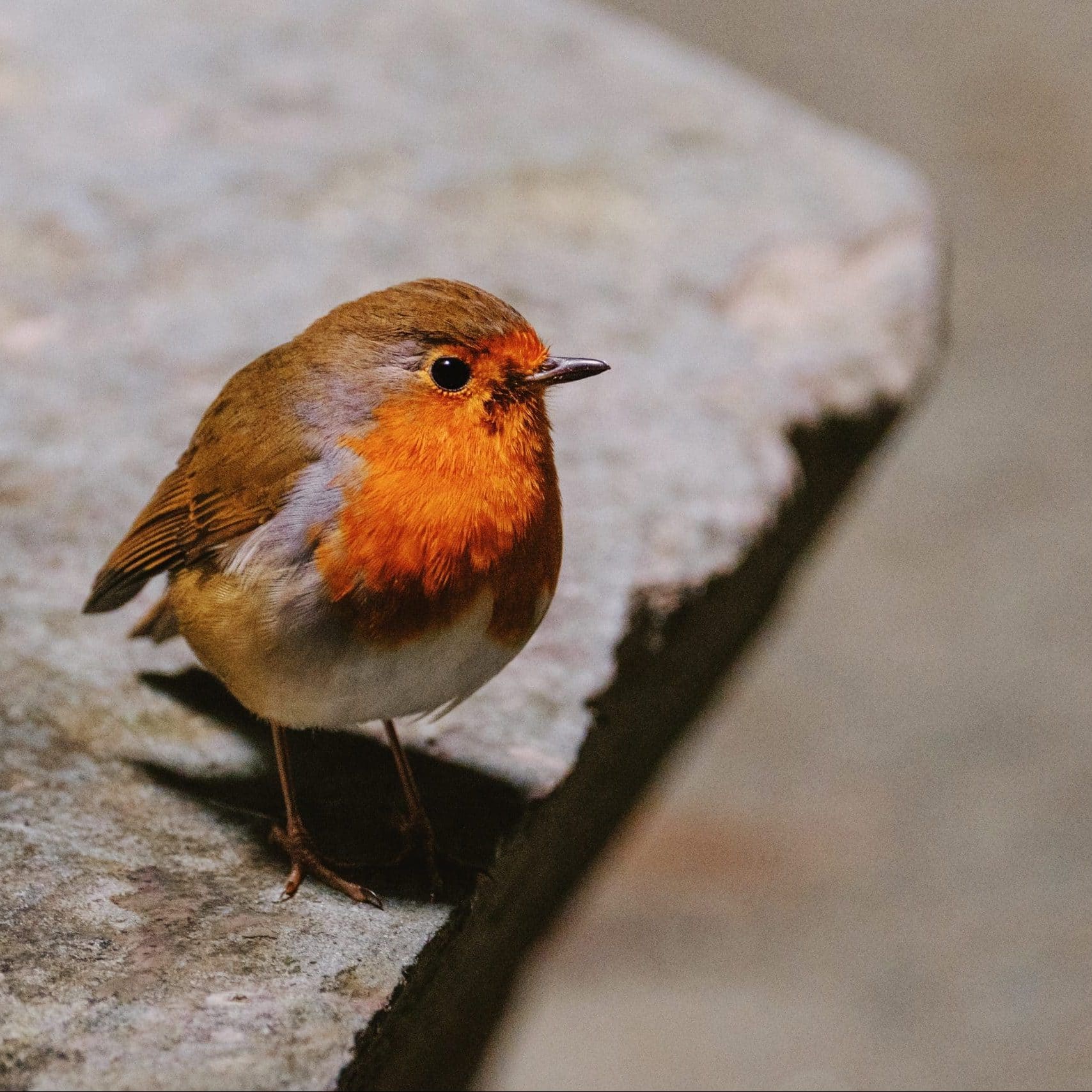 El misterio del significado espiritual de las aves al descubierto