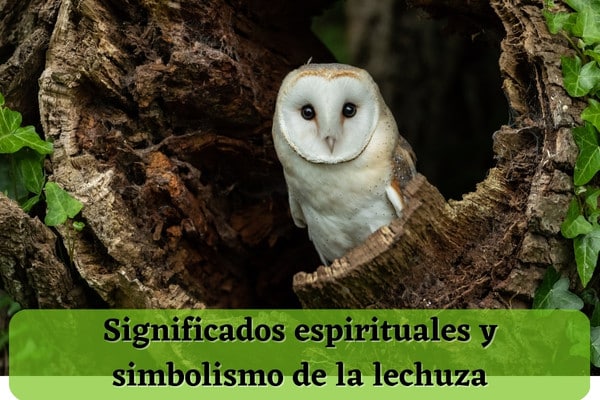 El misterioso significado espiritual de la lechuza al descubierto