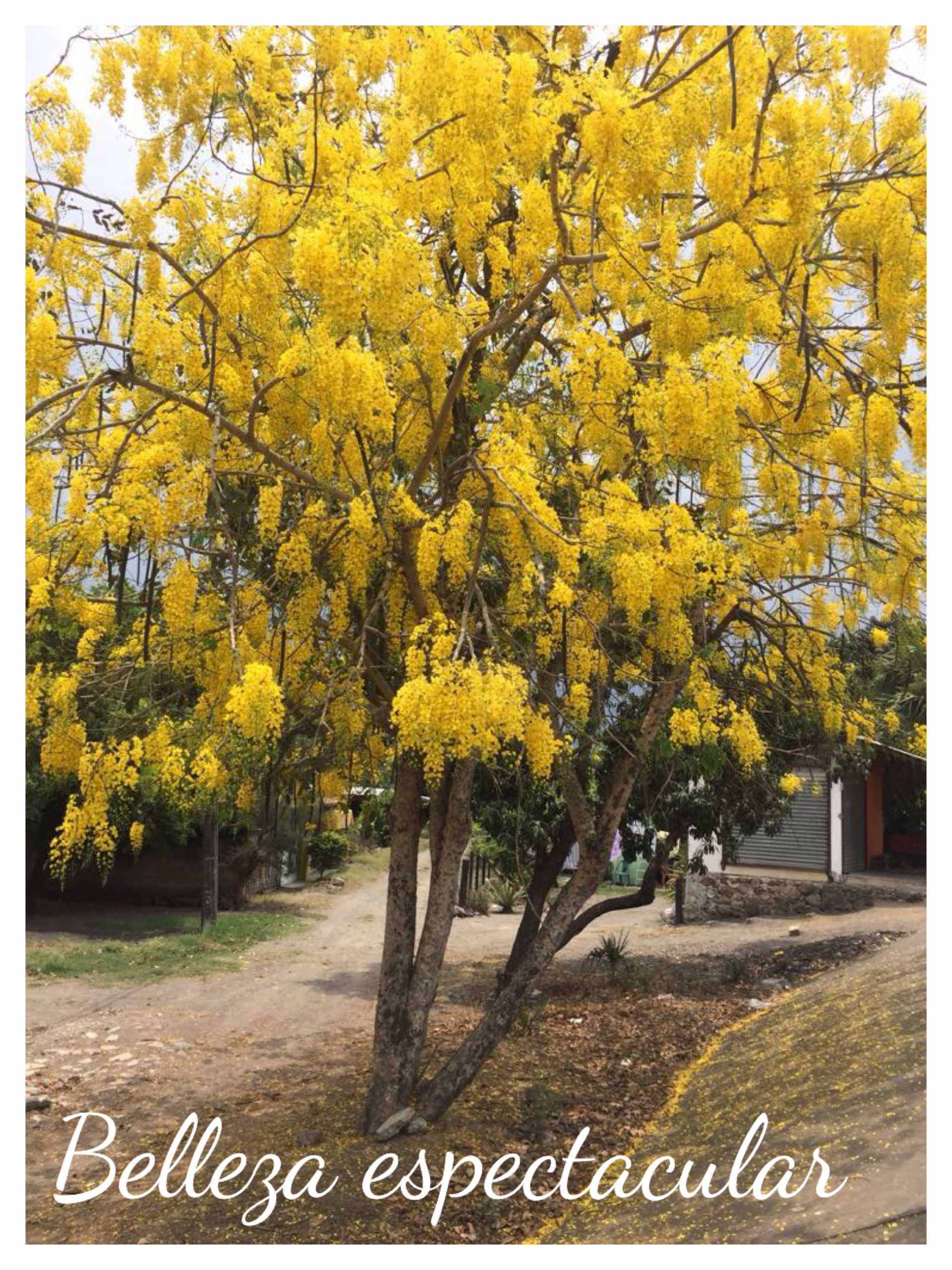 El misterioso significado espiritual del árbol lluvia de oro que te dejará sin palabras