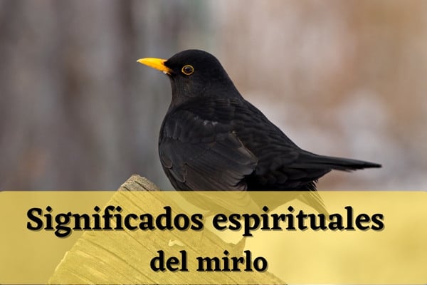 El misterioso significado espiritual del mirlo al descubierto