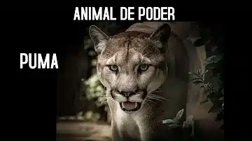 El misterioso significado espiritual del puma que cambiará tu vida 🐾