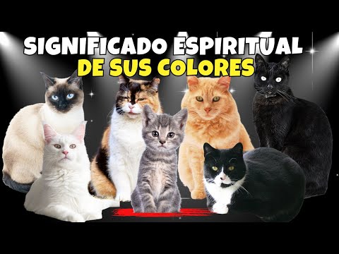 El místico significado espiritual detrás del gato tricolor