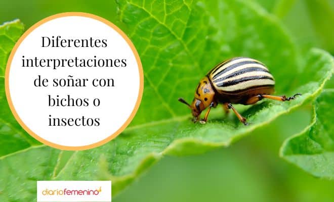 El perturbador significado de soñar con insectos que nunca imaginaste