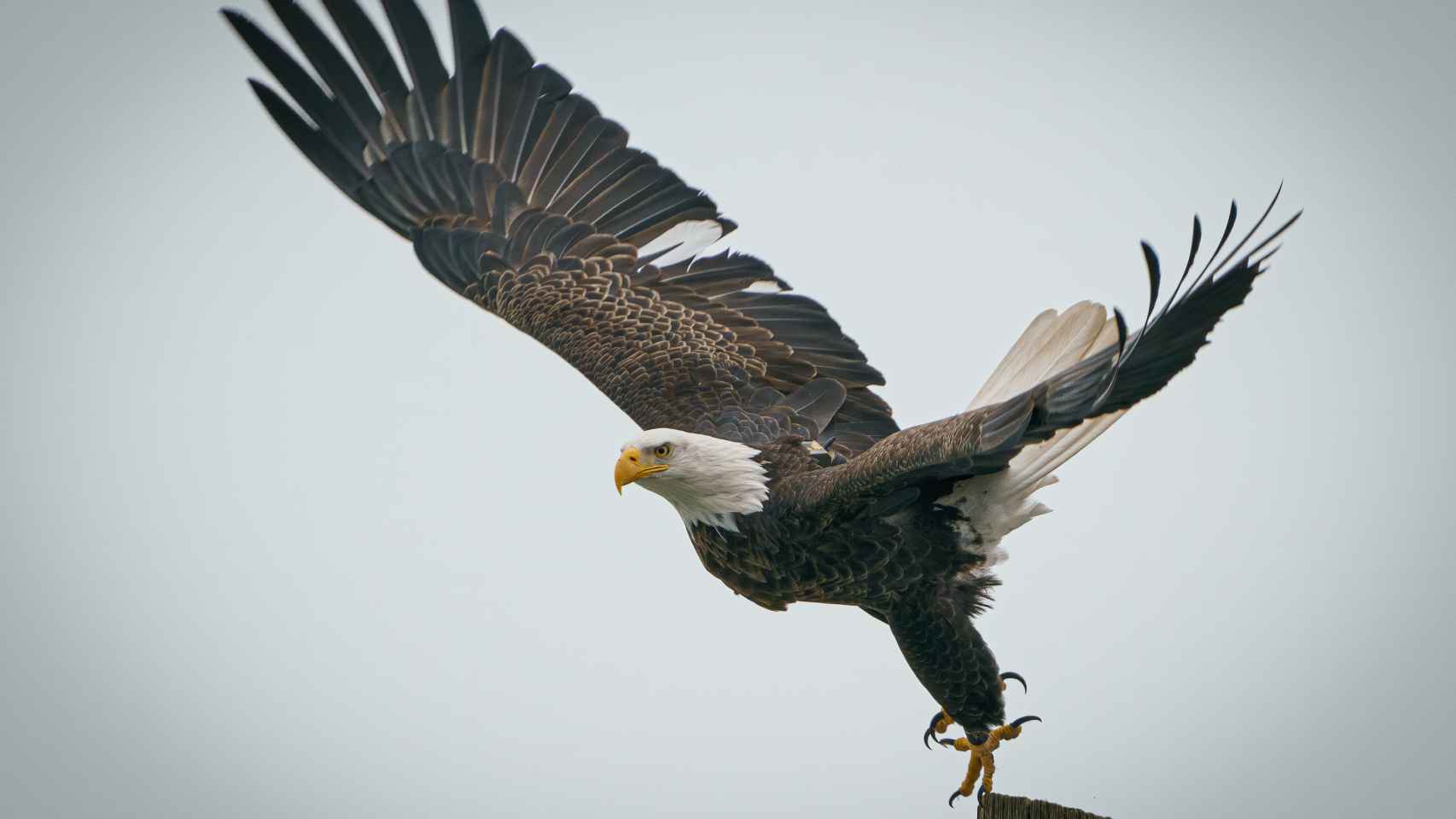 El poder espiritual del águila: todo lo que debes saber