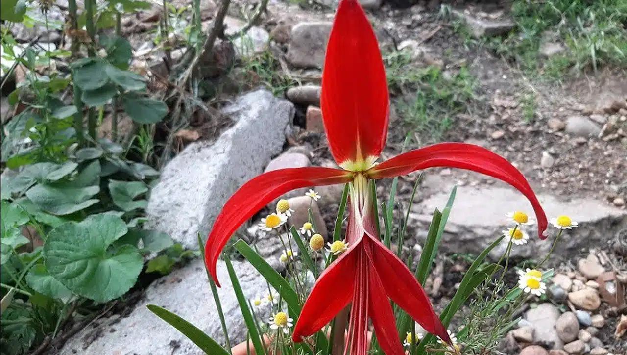 El poderoso significado espiritual detrás de la flor de lis: Conócelo aquí