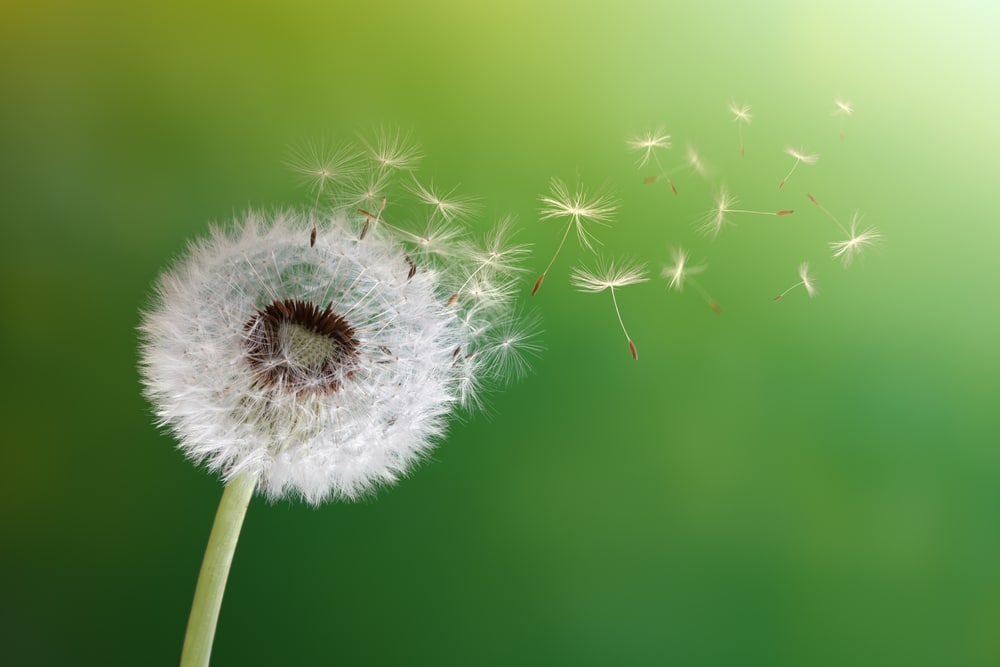 El poderoso significado espiritual detrás de la flor diente de león