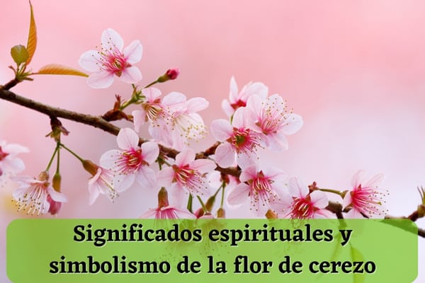 El profundo significado espiritual detrás de la flor de cerezo que desconocías