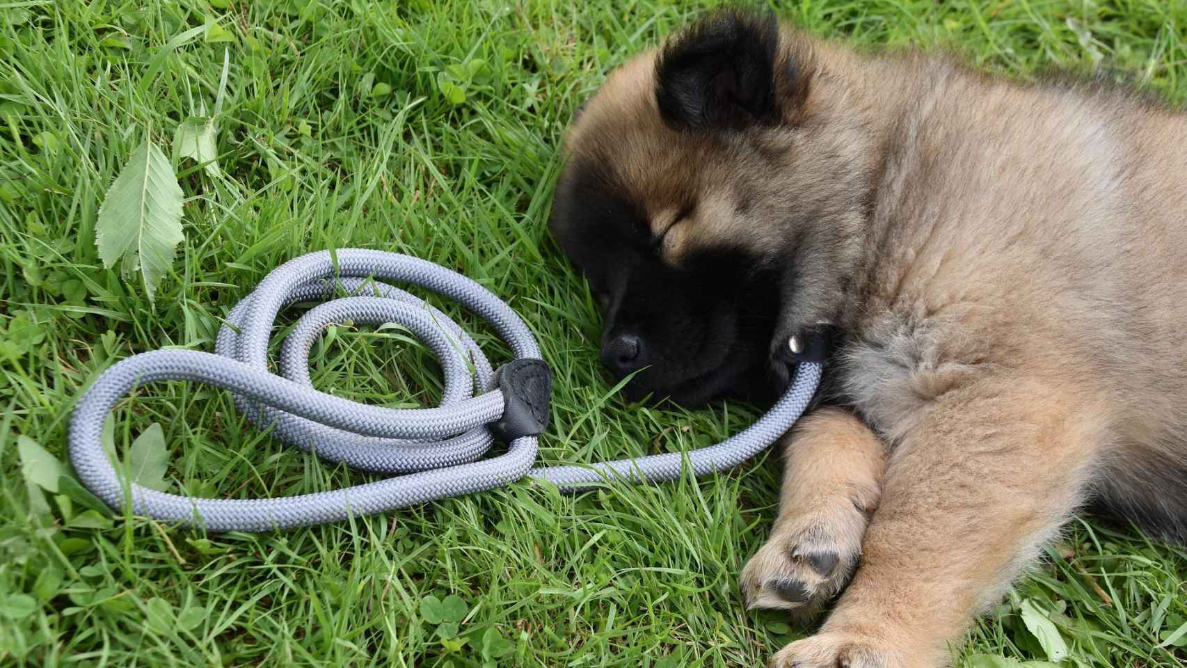 El sorprendente significado de soñar con perros cariñosos