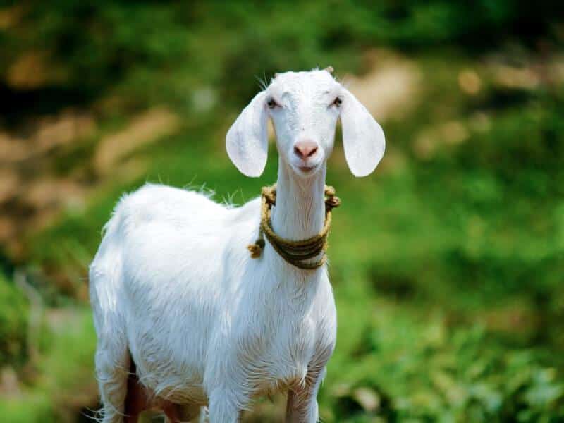 El sorprendente significado de soñar con una cabra blanca que nunca imaginaste