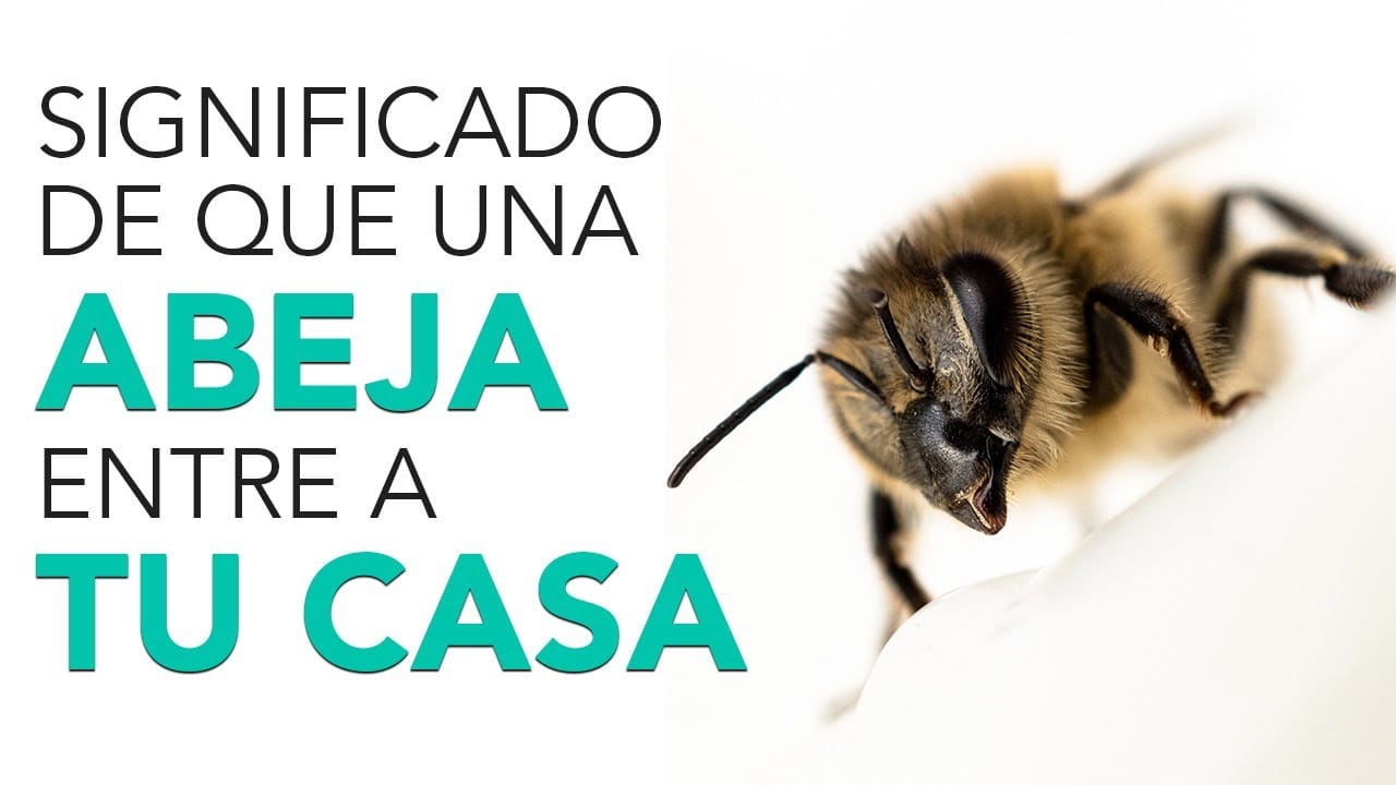 El sorprendente significado espiritual de encontrar una abeja dentro de casa