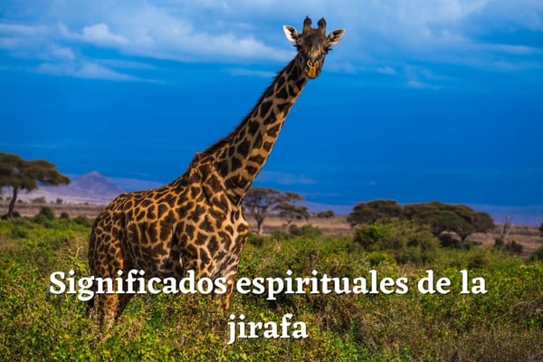 El Sorprendente Significado Espiritual de la Jirafa que Desconocías