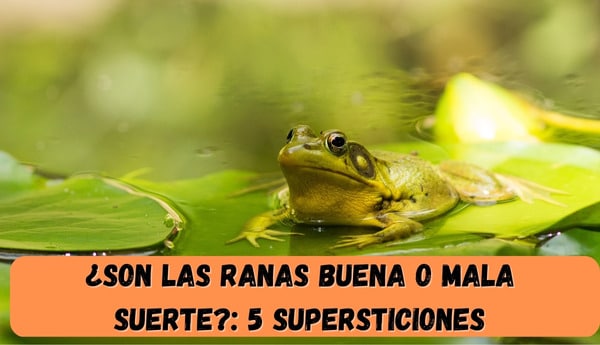 El sorprendente significado espiritual de las ranas que desconocías