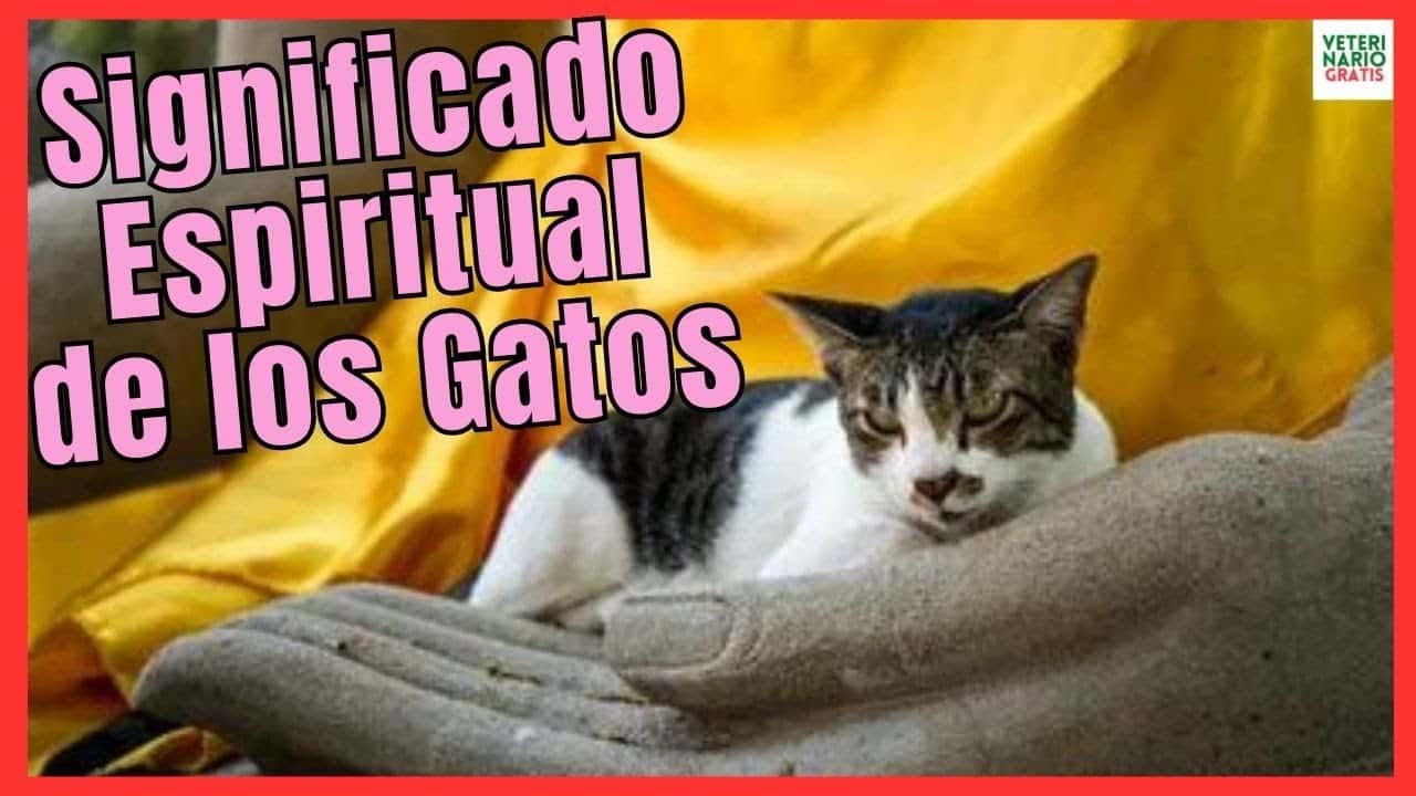 El sorprendente significado espiritual detrás del gato amarillo que nunca imaginaste