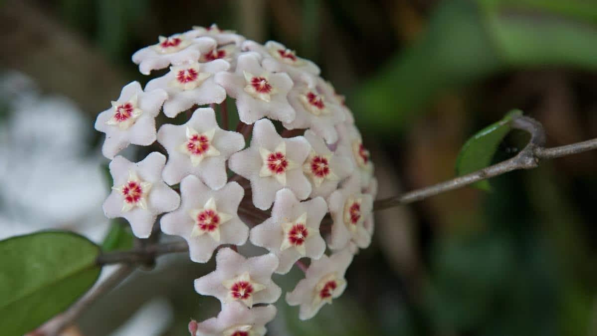 Flor de Nácar: El Profundo Significado Espiritual que Debes Conocer