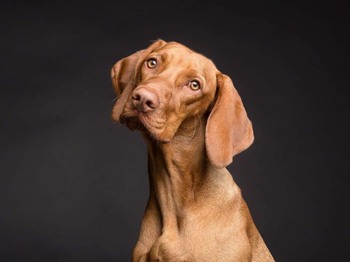 Lo que significa realmente soñar con perros muertos