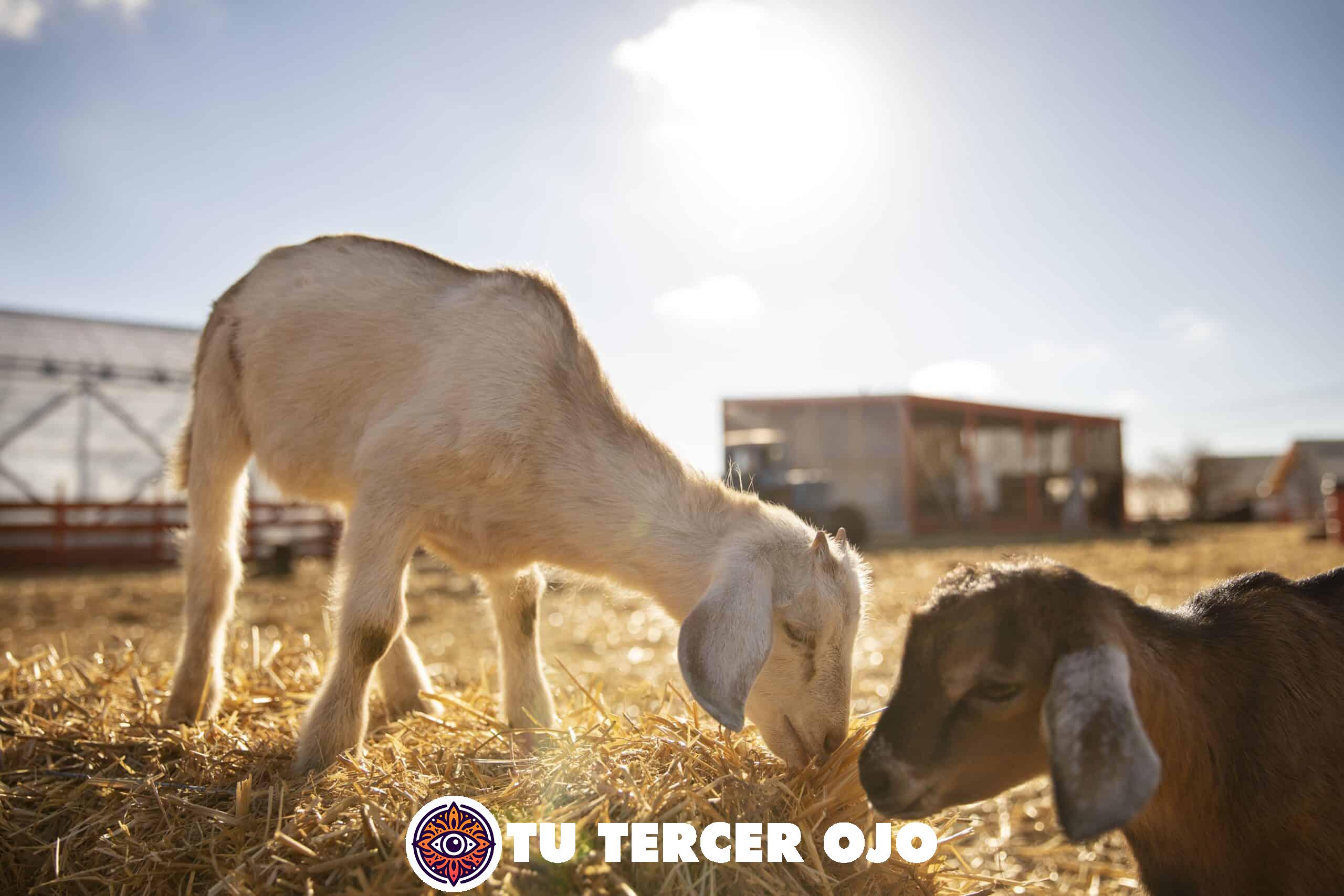 Lo que significa soñar con cabras te sorprenderá