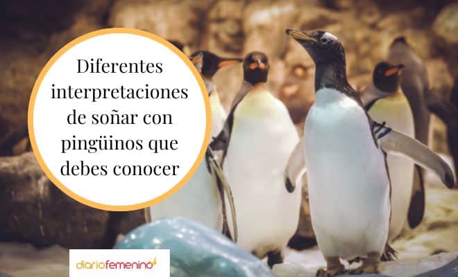 Lo que significa soñar con pingüinos te sorprenderá