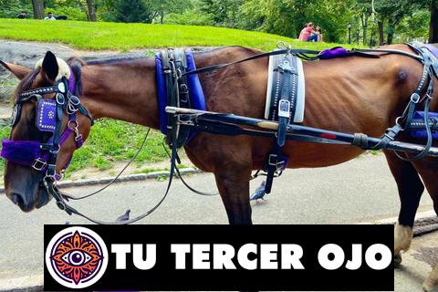 Los secretos de los caballos con carreta que nadie te ha contado