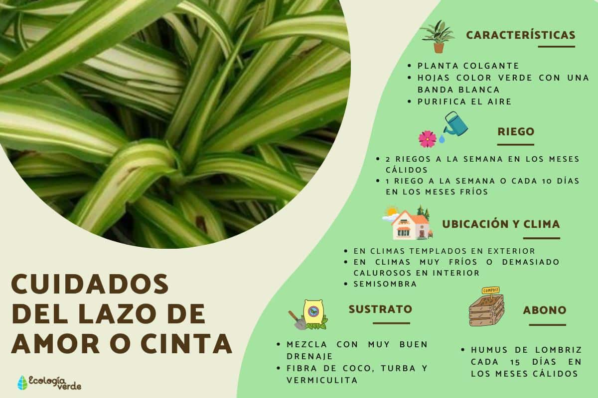 Planta lazo de amor: el poderoso significado espiritual que desconocías