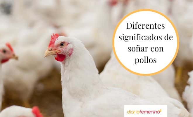 ¿Qué revela tu subconsciente al soñar con pollos blancos?