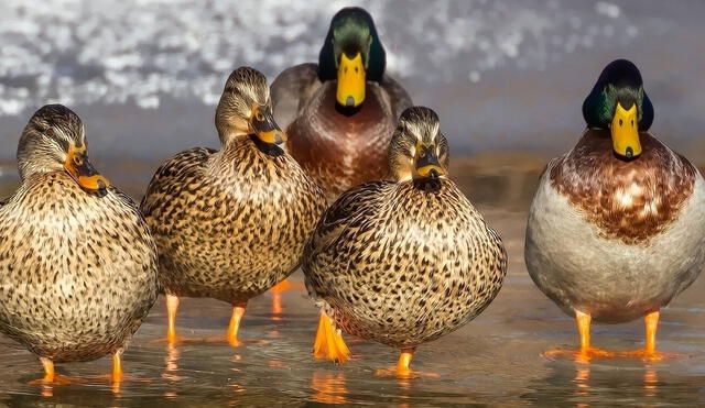 ¿Qué significa soñar con un patito amarillo? ¡Descúbrelo aquí!