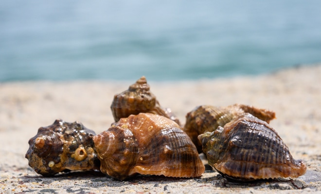 Secretos ocultos: Significado de soñar con caracol de mar