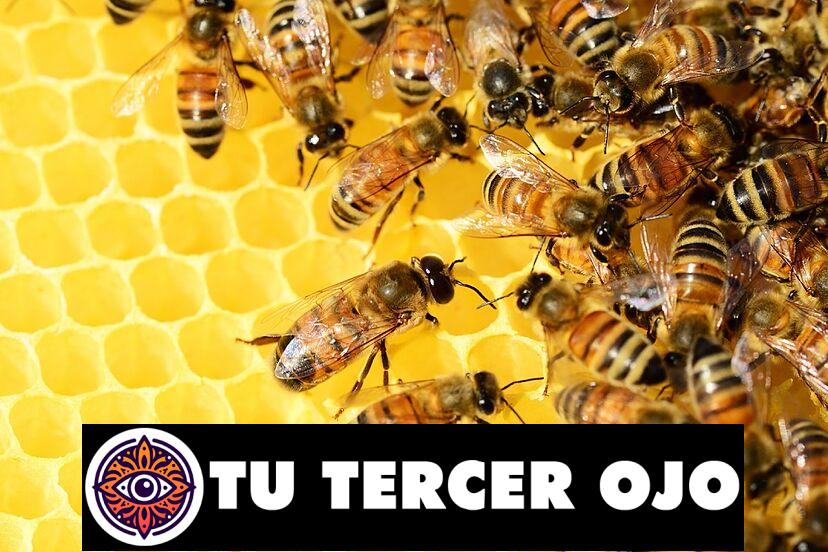 Secretos revelados: el significado de soñar con abejas al descubierto