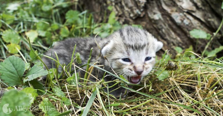 Soñar con gatos bebés abandonados: ¿Qué significa este inquietante sueño?