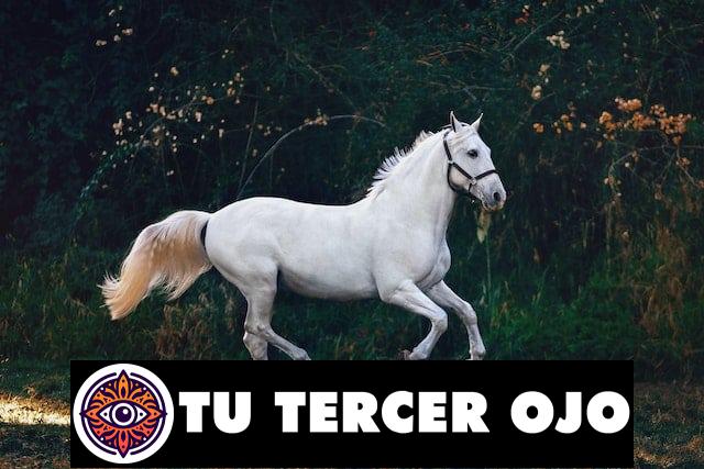 Sorprendente significado de soñar con caballos blancos