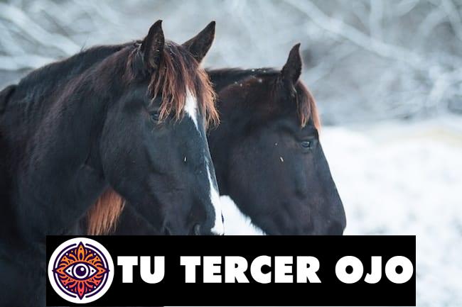 Sorprendente significado de soñar con caballos negros: ¿Qué te revelan tus sueños?